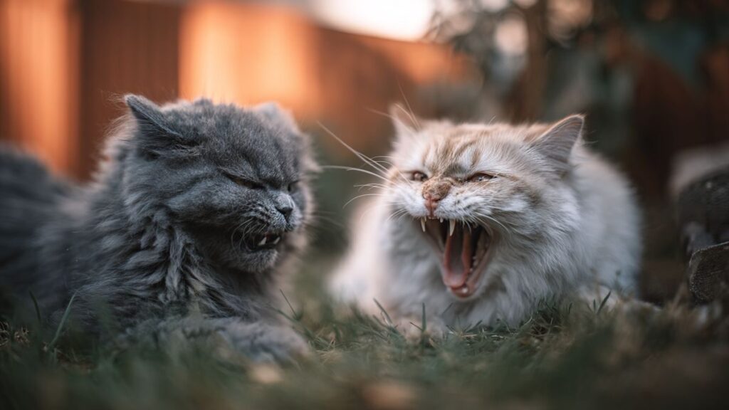 Où trouver Chainsaw Man en streaming VOSTFR complet ?